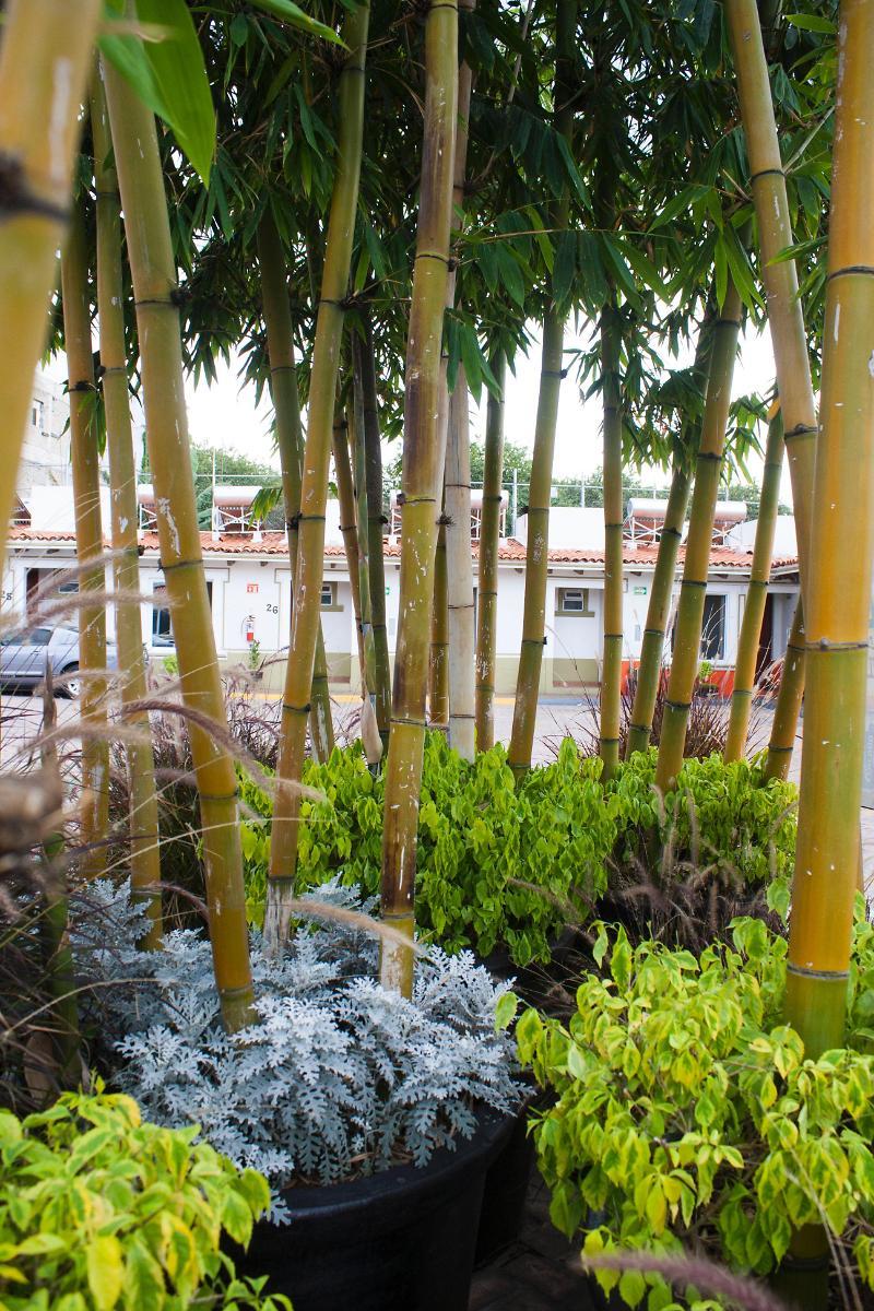 Hotel Aquiles กัวดาลาฮารา ภายนอก รูปภาพ